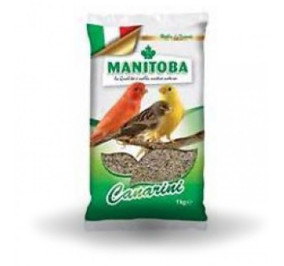 Manitoba canarini kg 1